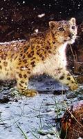 LWP léopard des neiges Affiche