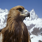 Snow Eagle Lock Screen آئیکن