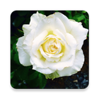 White Rose Wallpaper icône