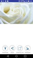 White Rose Wallpaper 스크린샷 1