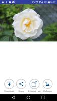 White Rose Wallpaper 스크린샷 2