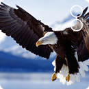 live eagle wallpaper APK