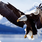 live eagle wallpaper ikona