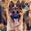 German Shepherd Dog LWP APK