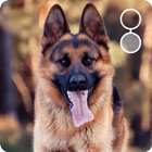 German Shepherd Dog LWP icon
