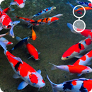 Koi live wallpaper APK