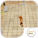 Fox Training APK