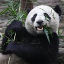 Adorable Pandas Live Wallpaper APK