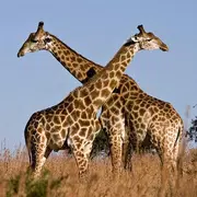 Жирафы Живые обои