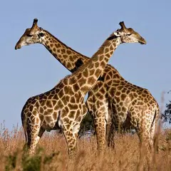 Giraffen Live Wallpaper APK Herunterladen