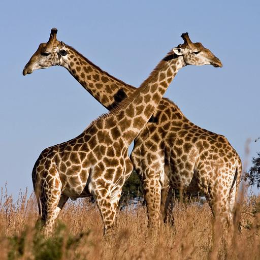 Girafas Live Wallpaper