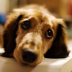 Dachshunds Live Wallpaper APK download