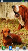 Dachshunds Live Wallpaper Affiche