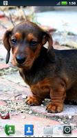 Dachshunds Live Wallpaper screenshot 1