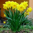 Daffodils Live Wallpaper APK