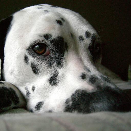 Dalmatians Live Wallpaper