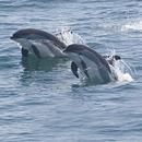 APK Diving Dolphins Live Wallpaper