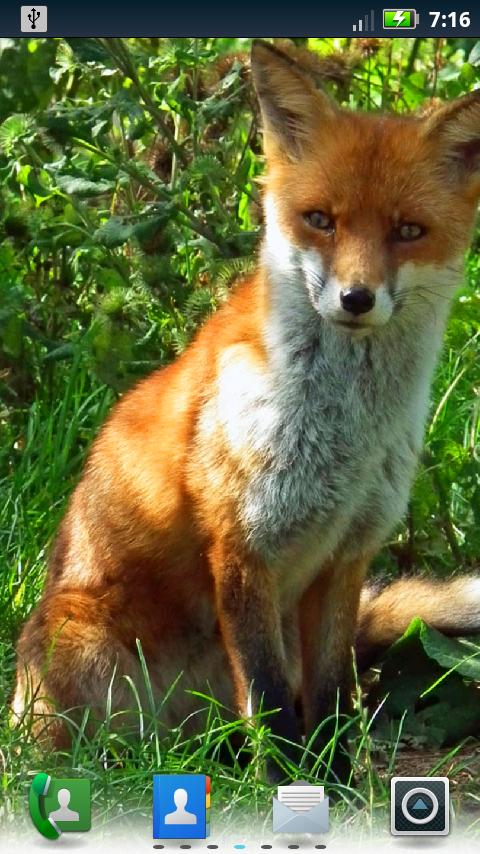 無料で キツネライブ壁紙 アプリの最新版 Apk3 6 0 0をダウンロードー Android用 Apkshortname Apk の最新バージョンをダウンロード Apkfab Com Jp