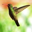 Hummingbirds Live Wallpaper
