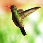 Hummingbirds Live Wallpaper icône