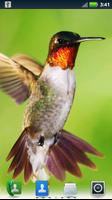 Hummingbirds Live Wallpaper capture d'écran 3
