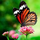 Papillons Live Wallpaper APK