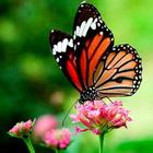 Papillons Live Wallpaper icône