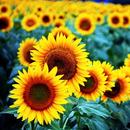 Sunflowers Live Wallpaper APK