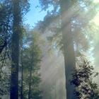 Redwoods वॉलपेपर लाइव आइकन