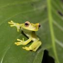 Tree Frogs Live Wallpaper APK