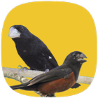 Bicudos e Curiós أيقونة