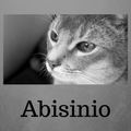 Abisinio