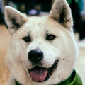 Akita