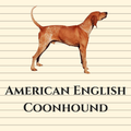 American English Coonhound