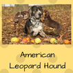 American Leopard Hound