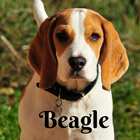 Beagle 아이콘