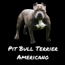 Pit Bull Terrier Americano APK