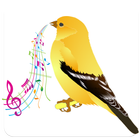 Canary singing icône