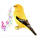APK canary singing