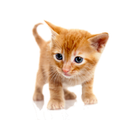 Dancing Cat