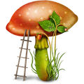 Edible mushroom - Photos