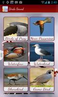 Best Birds Calls & Ringtones-Birds Sounds & Alarm poster