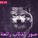 APK صور الذئاب رائعة | best wolf pictures