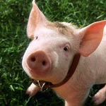 Farm Animals Free Jigsaw Puzzles Games APK