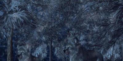 Wolves 3D Live Wallpaper Affiche