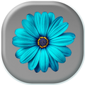 Blue Flower Theme
