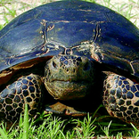 Florida Gopher Tortoise