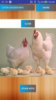 LISTEN CHICKEN INFO plakat