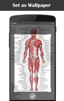 人体解剖学 海报