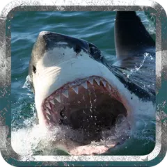 Angry Shark - Wild Attack APK download